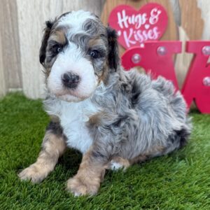 Bernedoodle puppy-Pablo