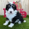 Bernedoodle puppy-Dandy-Male